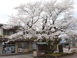 桜満開になりました