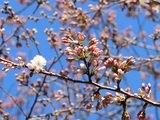 令和２年３月２５日　待ちに待った”桜”　開花しました